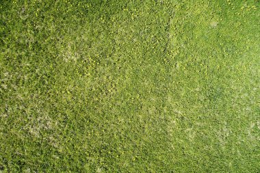 Yeşil çayır deseni, üst manzarada sarı çiçekler var.