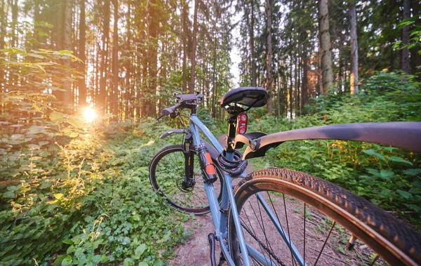 Bicicletta Blu Sfondo Foresta Mattina Alla Luce Del Sole Foto Stock