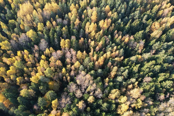 Μοτίβο Κίτρινο Πολύχρωμο Δέντρο Κεραία Πάνω Από Την Κορυφή Drone — Φωτογραφία Αρχείου