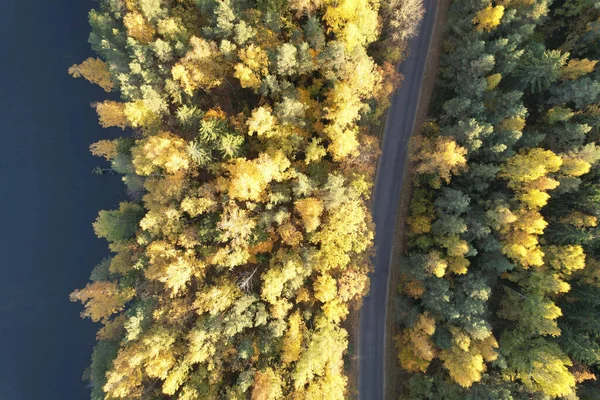 Δρόμος Στο Δάσος Φθινόπωρο Δίπλα Στη Λίμνη Κεραία Πάνω Από — Φωτογραφία Αρχείου