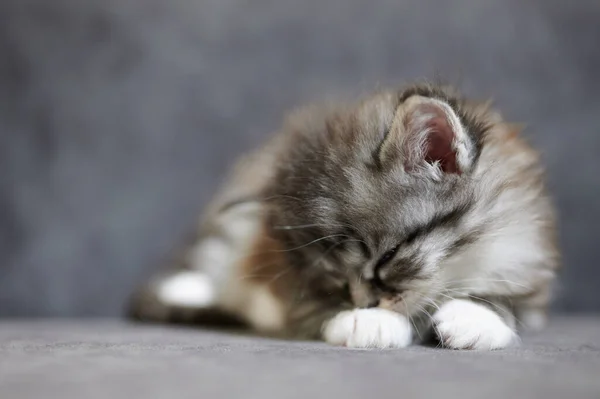 Lindo Acogedor Gatito Dormido Sobre Fondo Sofá Estudio Gris Suave — Foto de Stock