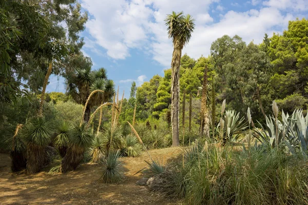 Cactus Plants Landscape — Stock Photo, Image