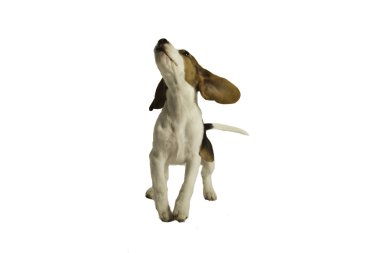 mutlu beagle yavru köpekleri