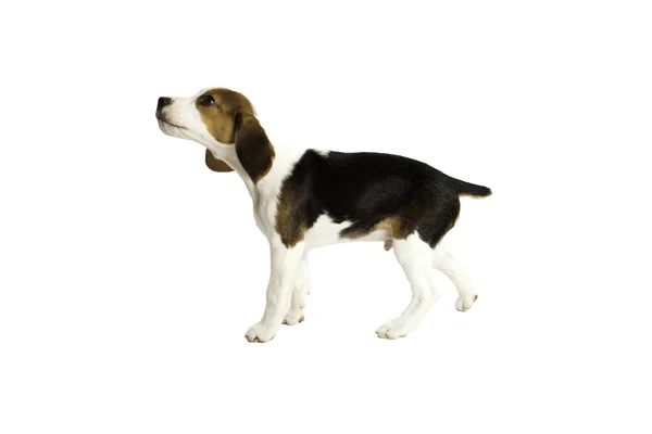 Heureux beagle chiot chiens — Photo