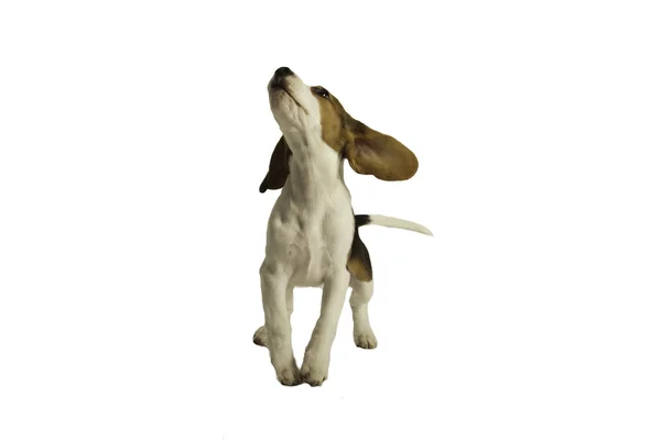 Ευτυχής beagle κουτάβια — Φωτογραφία Αρχείου