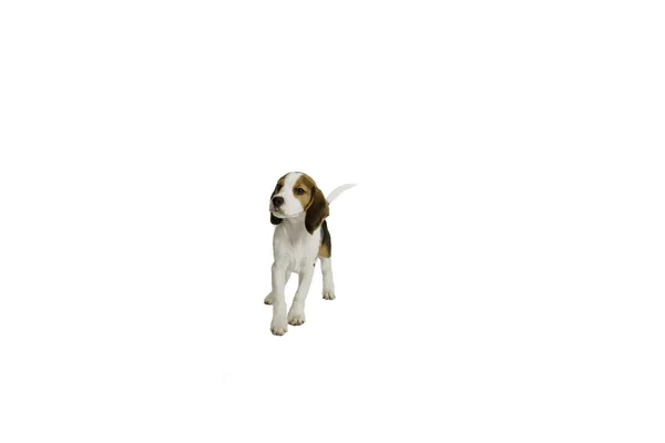 幸せなビーグル犬の子犬の犬 — ストック写真