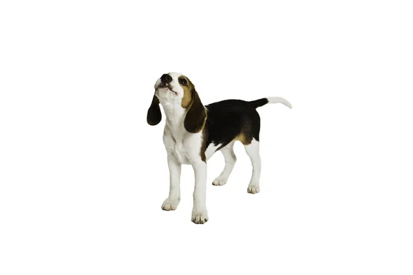 Anjing anjing bahagia anjing beagle — Stok Foto