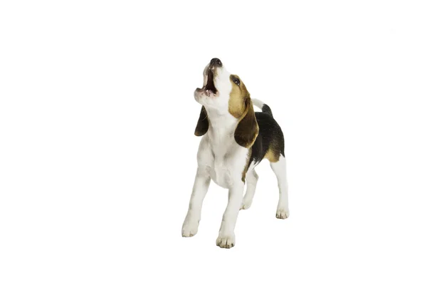 Felice beagle cucciolo cani Foto Stock