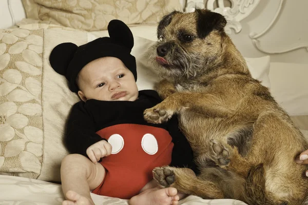 Gorgeous Border Terrier on the family bed looking happy with baby — Stock Photo, Image