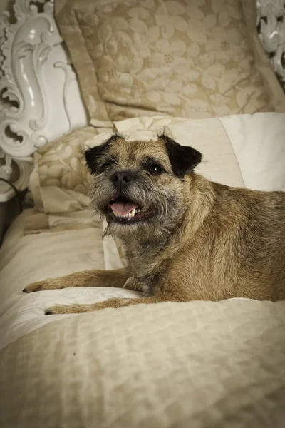 Gorgeous Border Terrier on the family bed looking happy