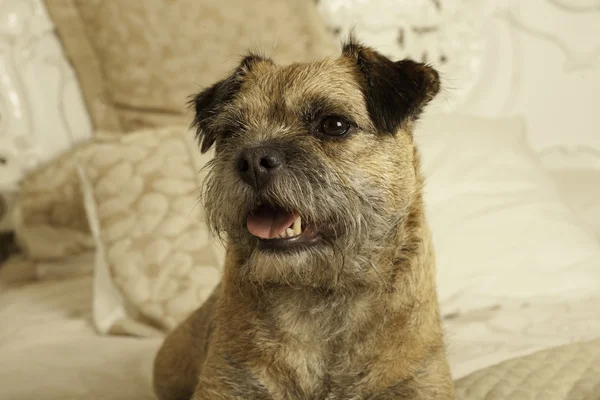 Superbe Border Terrier sur le lit familial regardant heureux — Photo