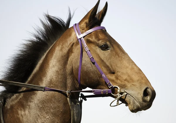 Paard Stockafbeelding