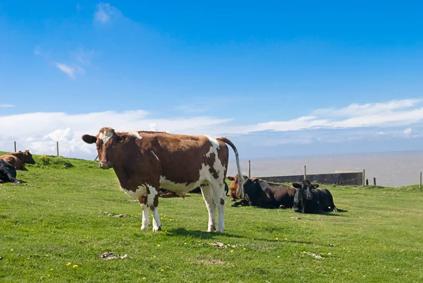 Корови в пасовищі . — стокове фото