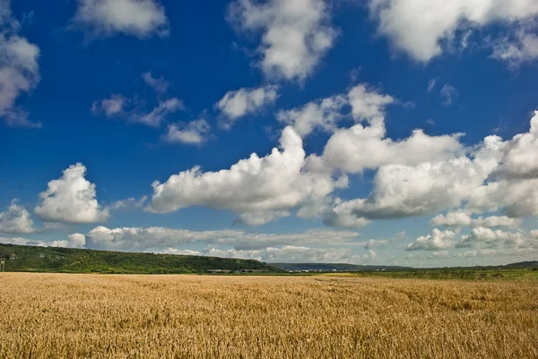 Vete fält och blå mulen himmel. — Stockfoto