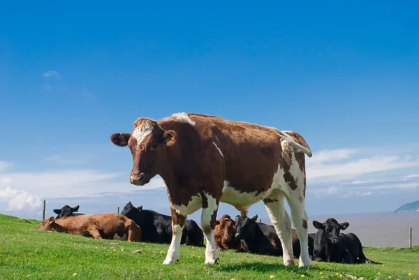 Toros . — Foto de Stock