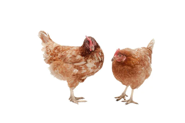 Two Ex-battery chickens. — Stock Photo, Image