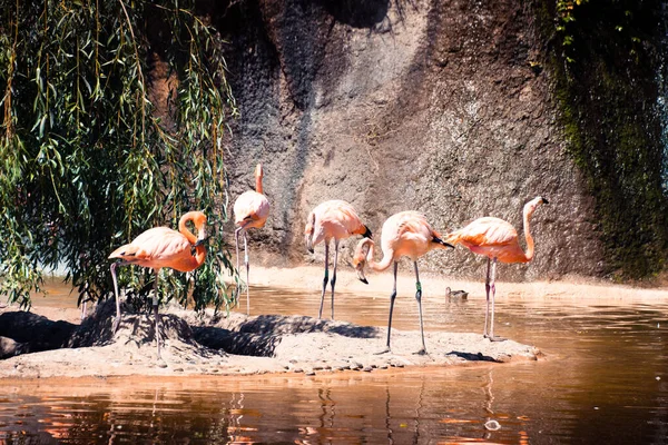 Flamand Rose Palmyre Zoo Les Mathes France — Stockfoto