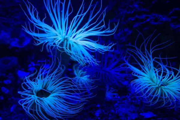 Tengeri Anemone Egy Trópusi Korallzátonyon — Stock Fotó