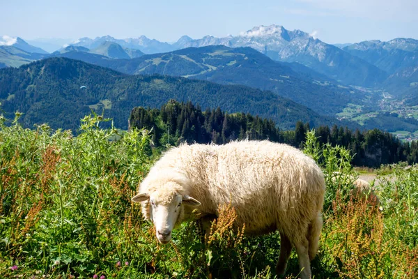 Sheep Field Grand Bornand Haute Savoie France — Stock Photo, Image