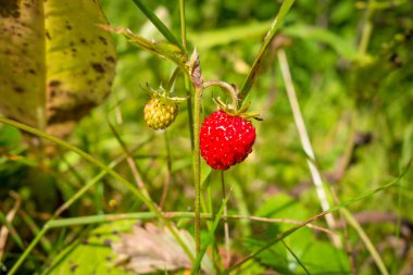 Ormandaki yabani çilekler. Kapatma ayrıntısı