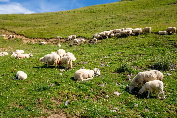 Sheep Field Grand Bornand Haute Savoie France — Stock Photo, Image