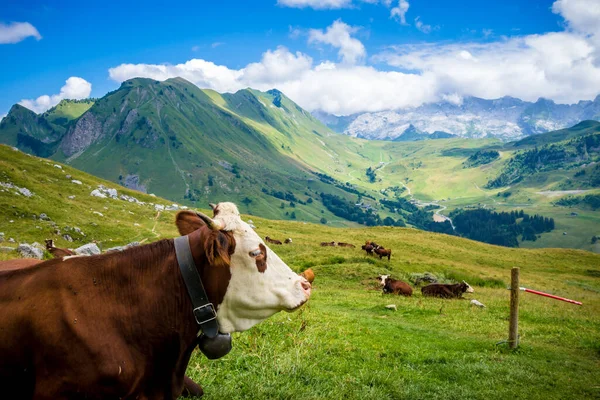 Cows Mountain Field Grand Bornand Haute Savoie France — Stock Photo, Image