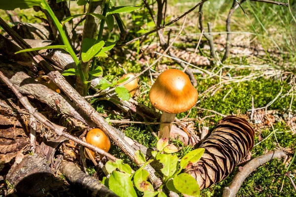 Champignon Nahaufnahme Einem Bergwald Haute Savoie Frankreich — Stockfoto