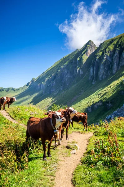 Vacas Campo Montaña Grand Bornand Alta Saboya Francia —  Fotos de Stock