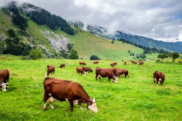 Vacas Campo Montaña Clusaz Alta Saboya Francia — Foto de Stock