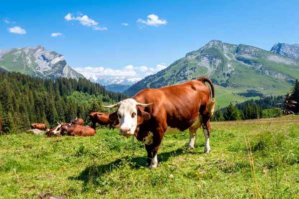 Αγελάδες Ορεινό Λιβάδι Clusaz Haute Savoie Γαλλία — Φωτογραφία Αρχείου