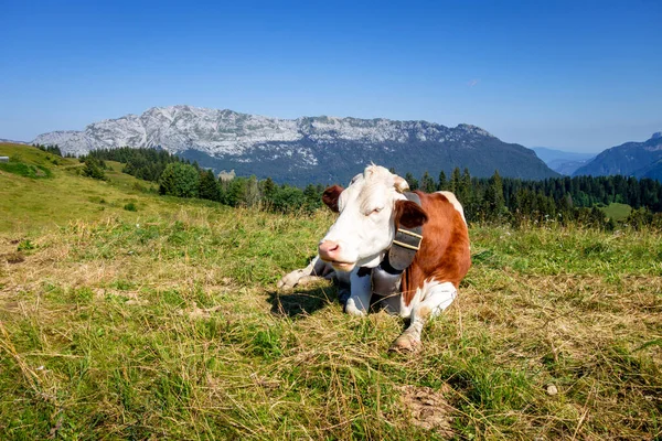 Kühe Auf Einem Bergfeld Clusaz Haute Savoie Frankreich — Stockfoto