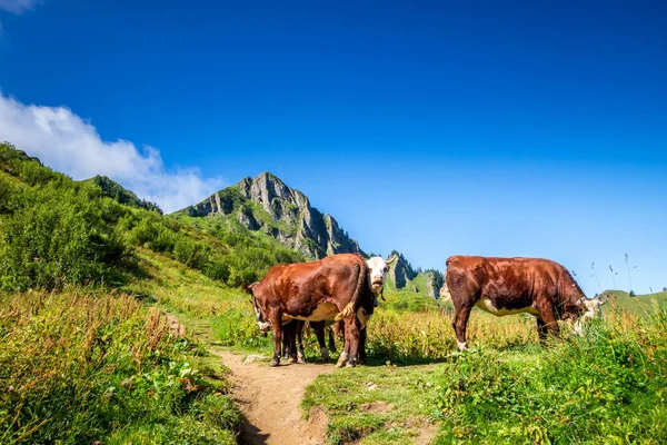 Vacas Campo Montaña Grand Bornand Alta Saboya Francia — Foto de Stock