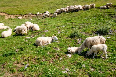 Tarladaki koyunlar. Grand-Bornand, Haute-savoie, Fransa