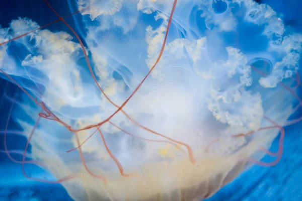 Medúza Úszkál Óceánban Makronézet — Stock Fotó