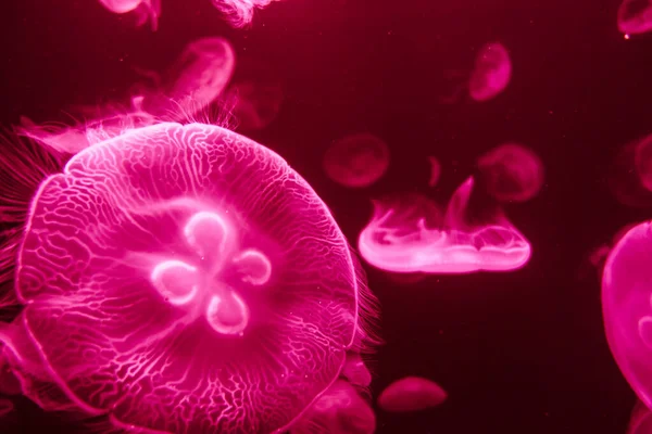 Medusas Flutuar Oceano Vista Macro — Fotografia de Stock