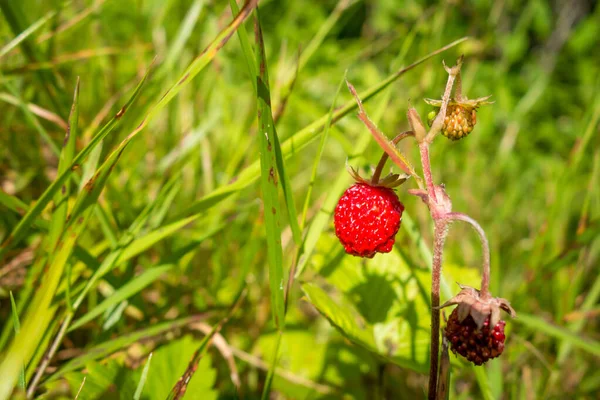 Wild Strawberries Forest Closeup Detail — Stock Photo, Image