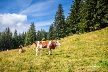 Dağ tarlasında inekler. Grand-Bornand, Haute-savoie, Fransa