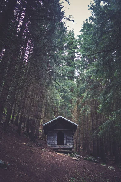 Derin Bir Köknar Ormanında Terk Edilmiş Küçük Bir Ahşap Kulübe — Stok fotoğraf