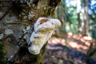 Bir dağ ormanında mantar görüntüsü. Haute Savoie, Fransa