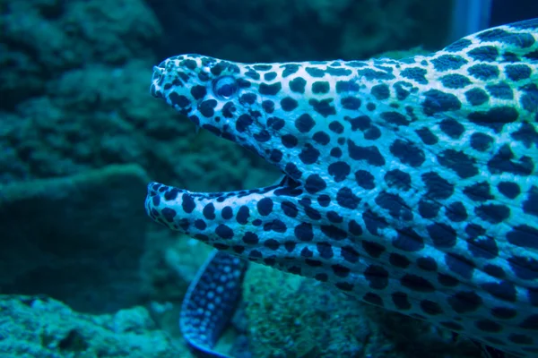 Moray Anguila Arrecife Coral Tropical — Foto de Stock