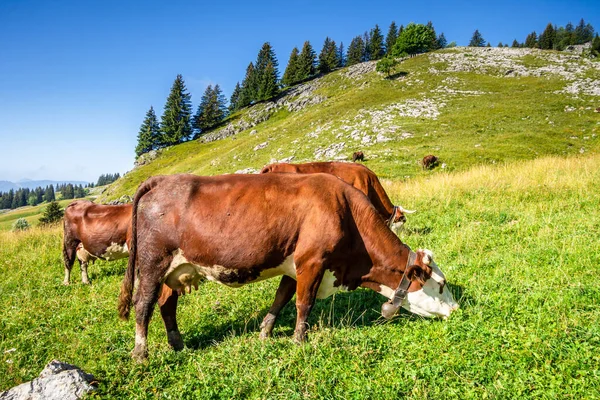 Vacas Campo Montaña Grand Bornand Alta Saboya Francia — Foto de Stock