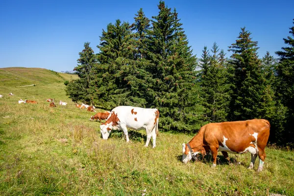 Cows Mountain Field Clusaz Haute Savoie France — Stock Photo, Image