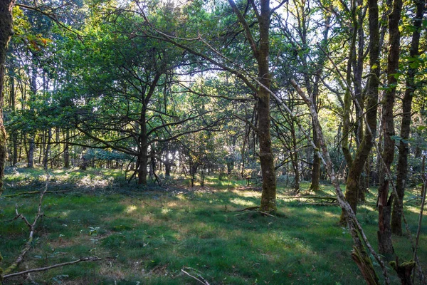 Skog Runt Sjön Vassiviere Limousin Frankrike — Stockfoto