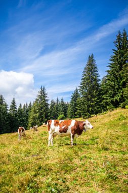 Dağ tarlasında inekler. Grand-Bornand, Haute-savoie, Fransa
