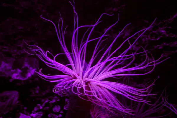 Морська Анемона Тропічному Кораловому Рифі — стокове фото