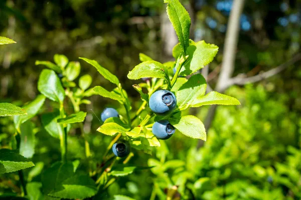 European Blueberry Bilberry Closeup Mountain Forest France — Stock Photo, Image
