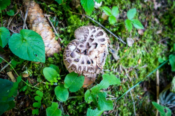 Grzybowy Widok Bliska Górskim Lesie Haute Savoie Francja — Zdjęcie stockowe