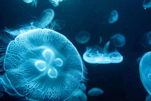 Medusas Flutuar Oceano Vista Macro — Fotografia de Stock
