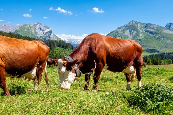 Коровы Горном Поле Clusaz Fete Savoie France — стоковое фото