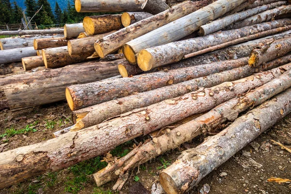 Bir dağ ormanında bir yığın ağaç gövdesi.